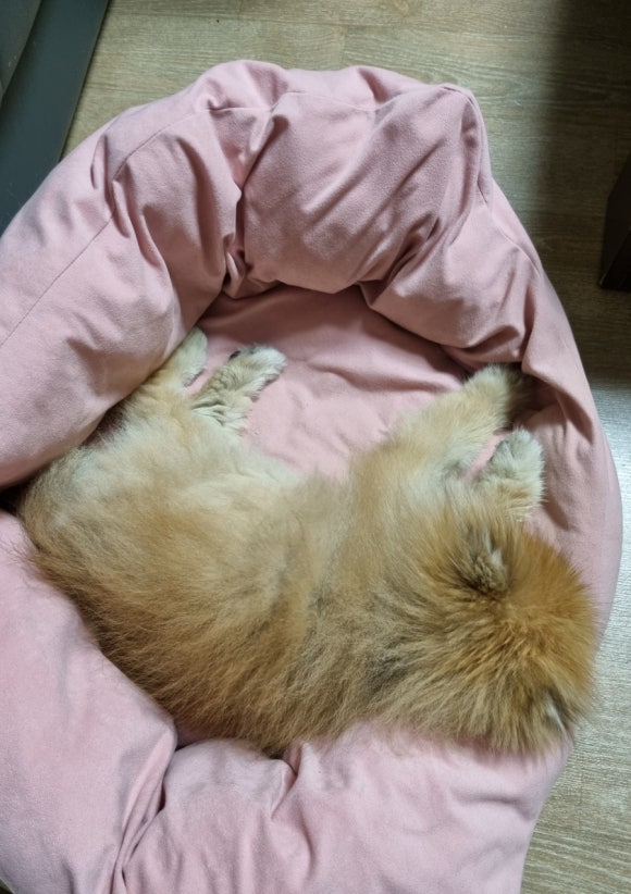 잠솔 이미지