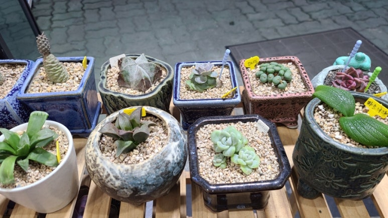 구엄애초밥 이미지