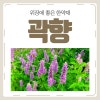 위장에 좋은 대표적인 약재 곽향의 효능과 부작용 : 네이버 블로그