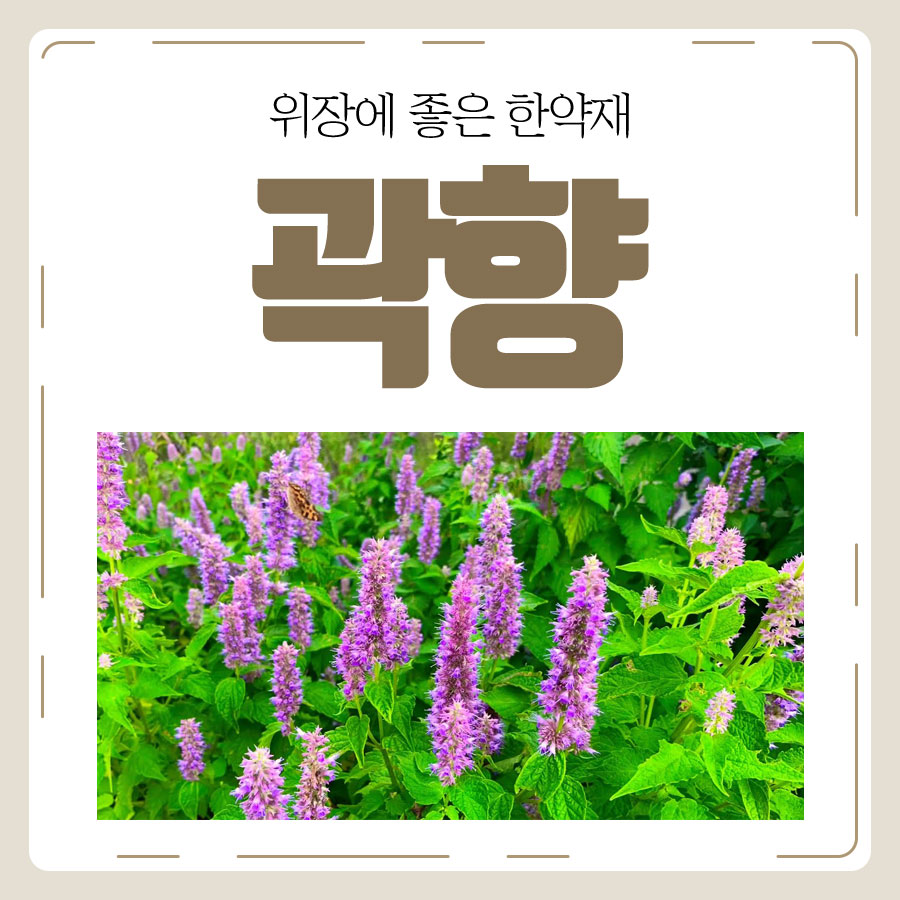 위장에 좋은 대표적인 약재 곽향의 효능과 부작용 : 네이버 블로그