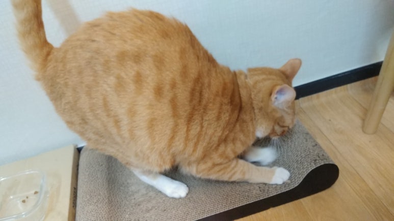 프라메디 이미지