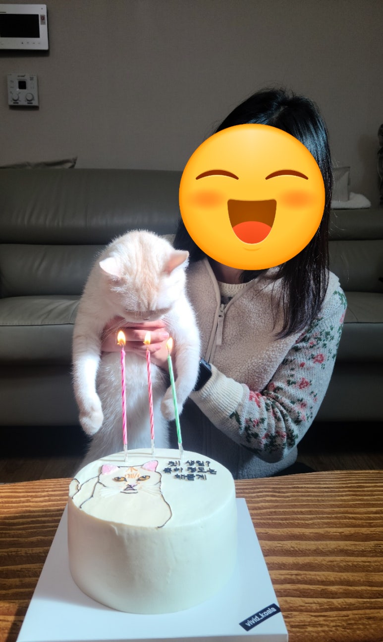 비비드코알라 이미지