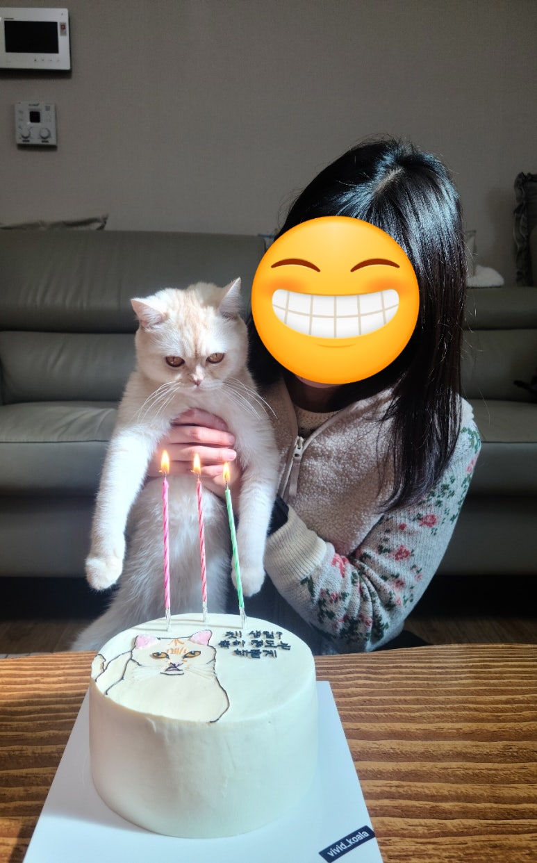 비비드코알라 이미지