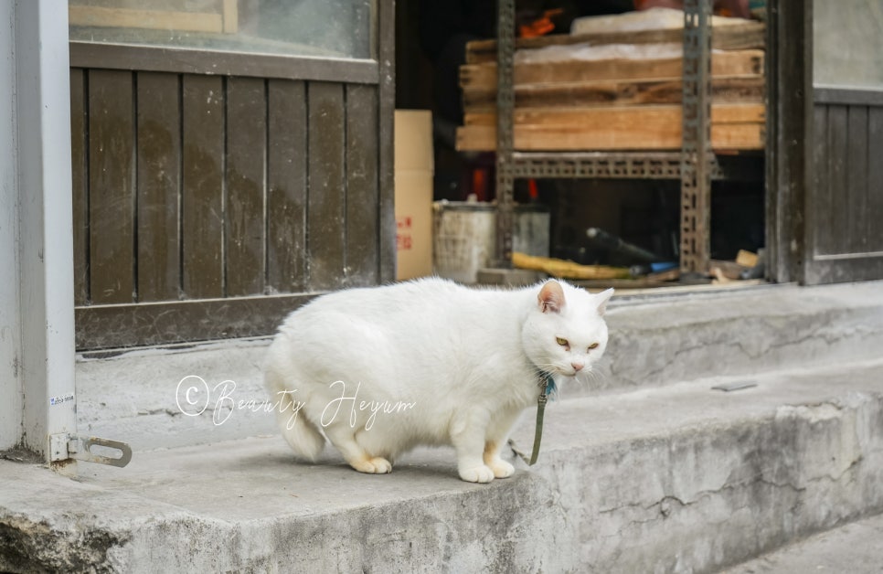 시키카츠 이미지