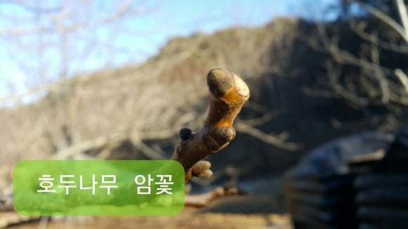 충청도4호 이미지