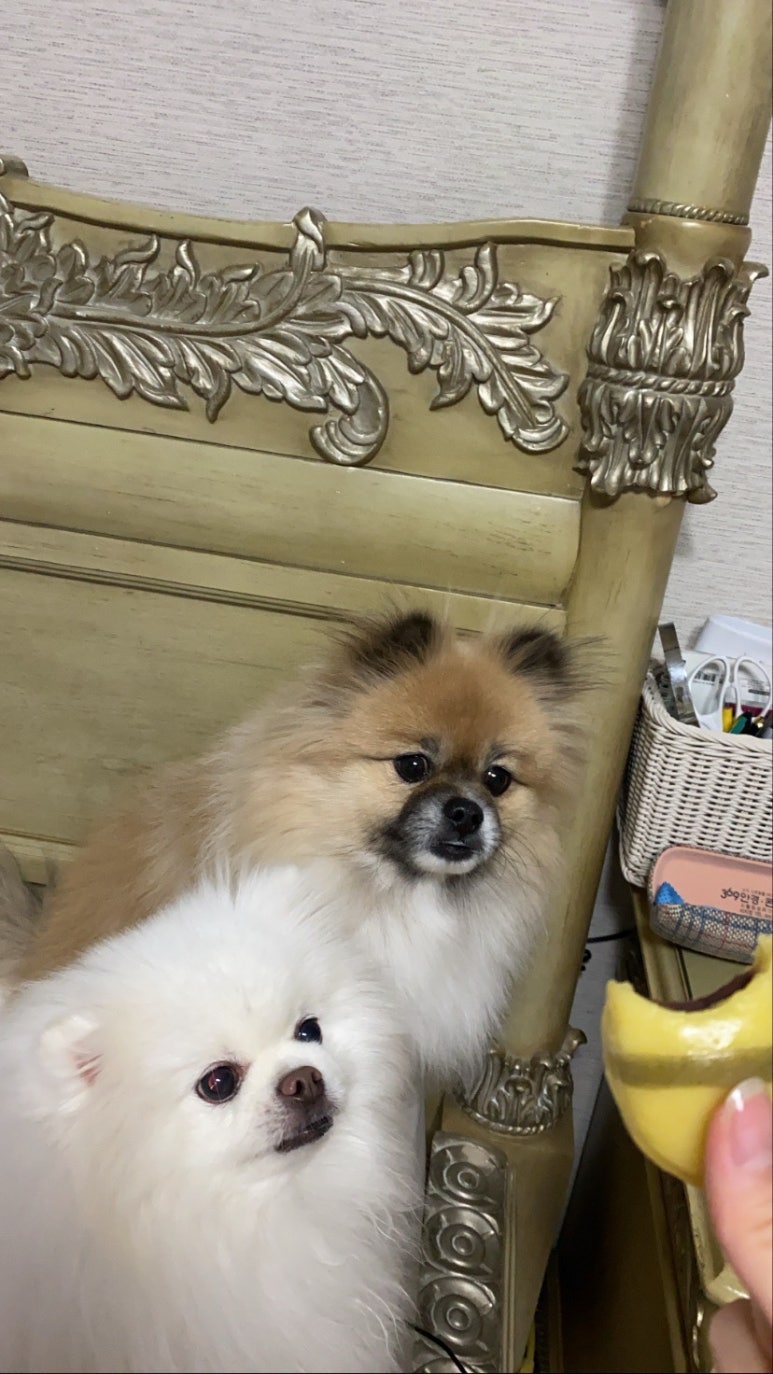 덕원떡집 이미지