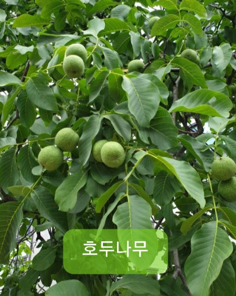 충청도4호 이미지