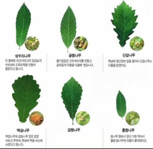 좋은나무 이미지