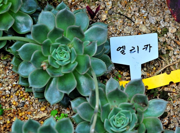 엘리카 이미지