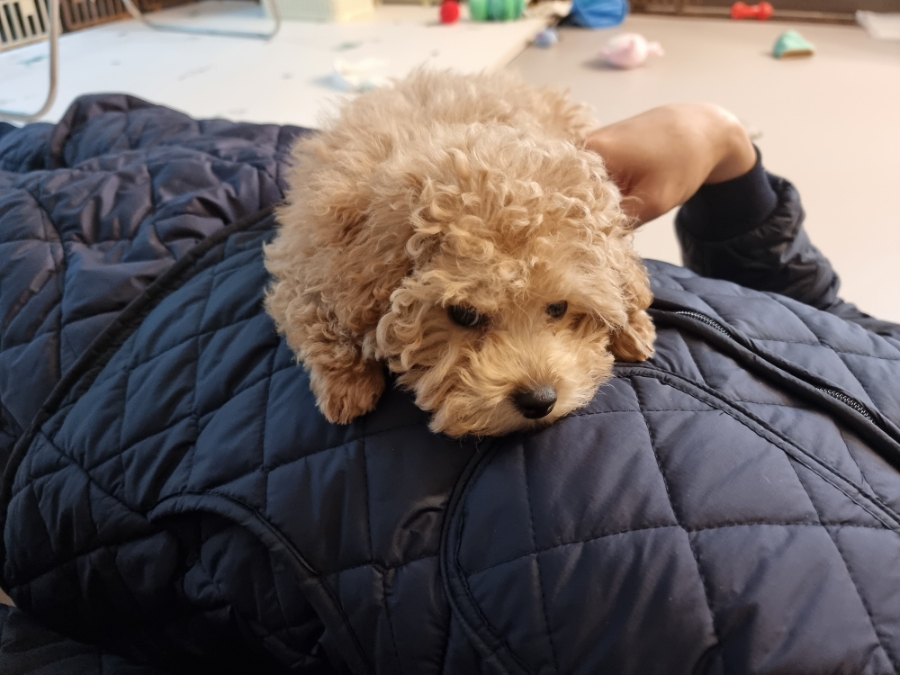 용인 광교 24시 동물병원: 강아지 첫 건강검진 비용과 후기 — 사진 2