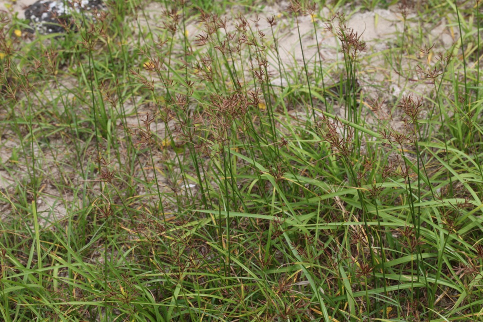 버뮤다그래스(BERMUDA GRASS) 이미지
