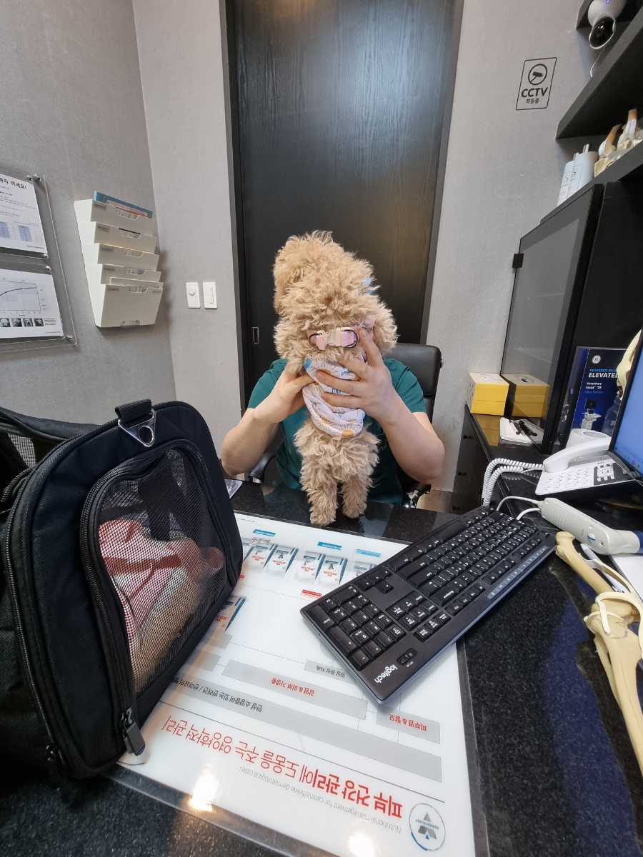 용인 광교 24시 동물병원: 강아지 첫 건강검진 비용과 후기 — 사진 17