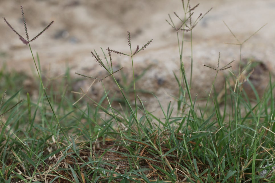 버뮤다그래스(BERMUDA GRASS) 이미지