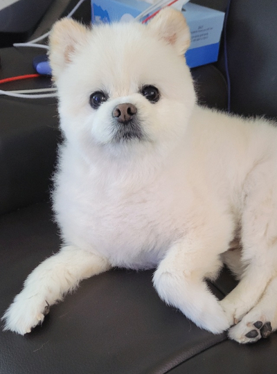 강두부 이미지