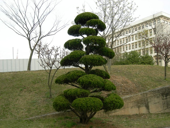 꽃담은나무 이미지