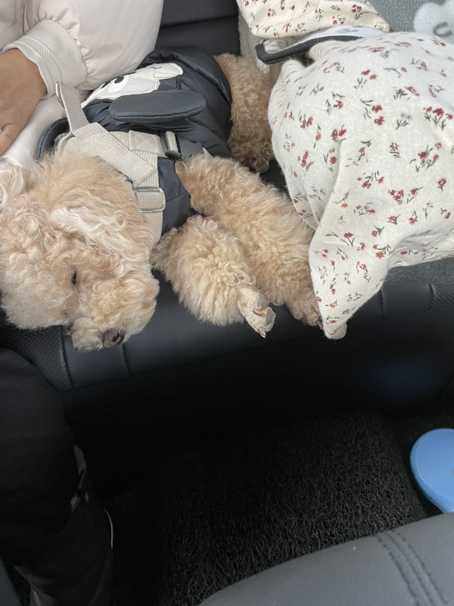행복한여행사주 이미지