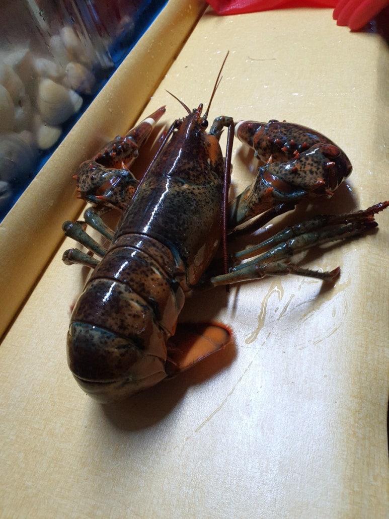 랍스터포차 이미지