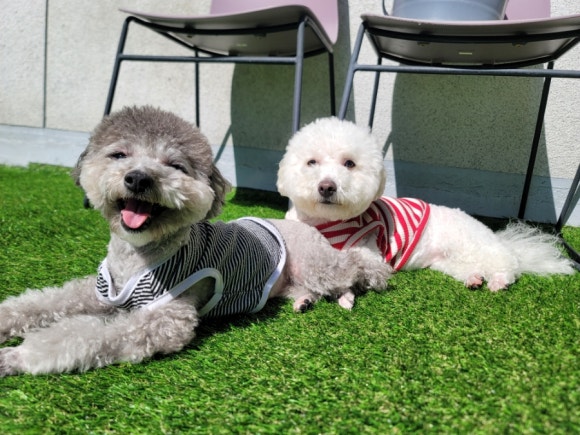 견상낙원 이미지