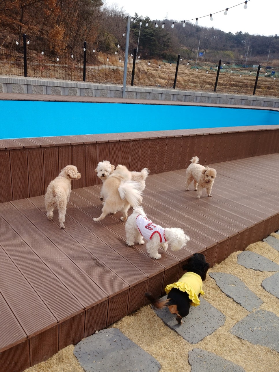 쿠마카롱 이미지