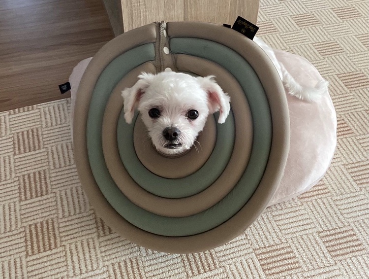 말랑찰떡 이미지