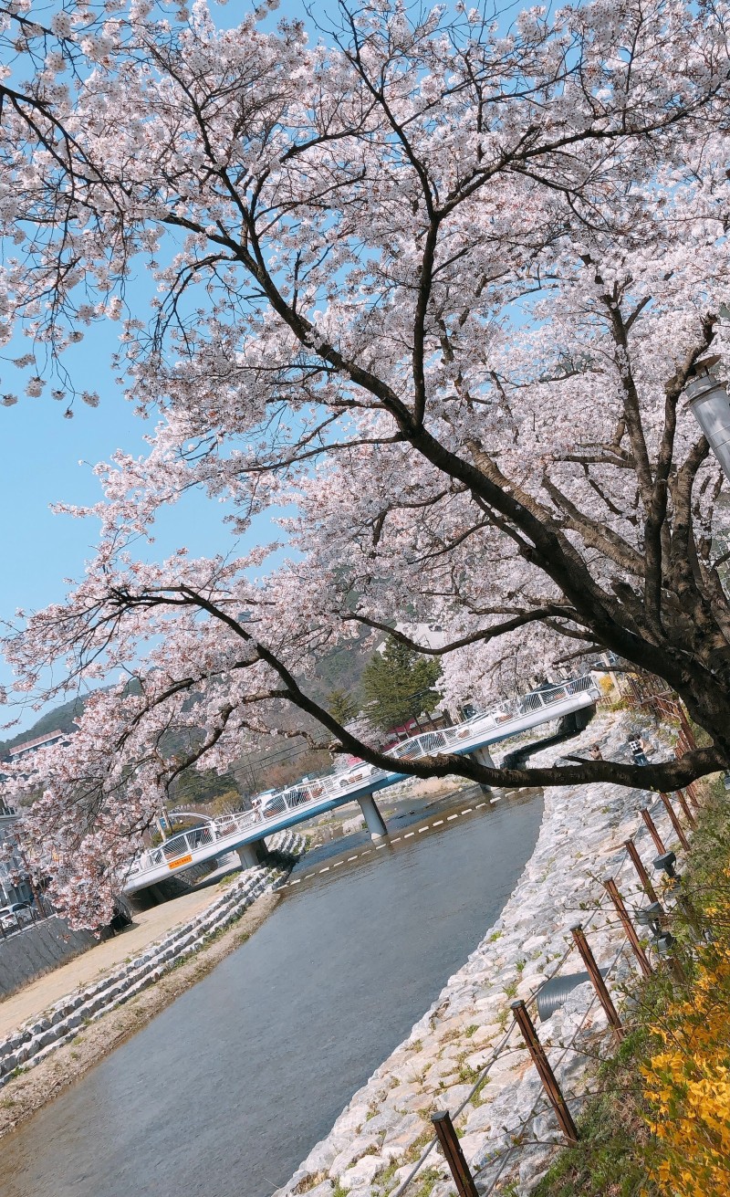 벚꽃뮬리 이미지