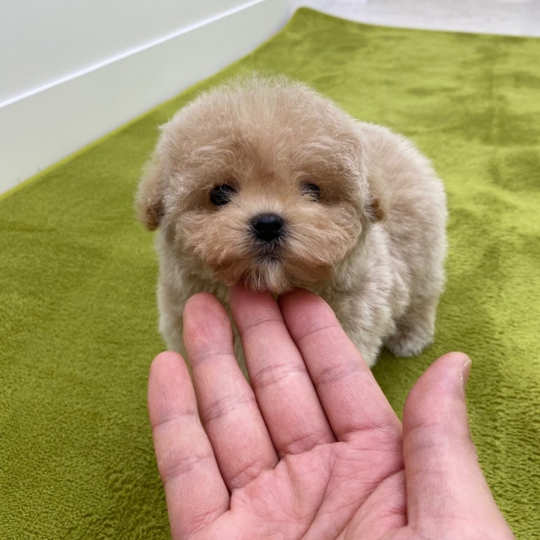댕스크림 이미지