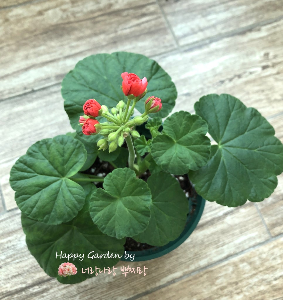 레이디 홍 이미지