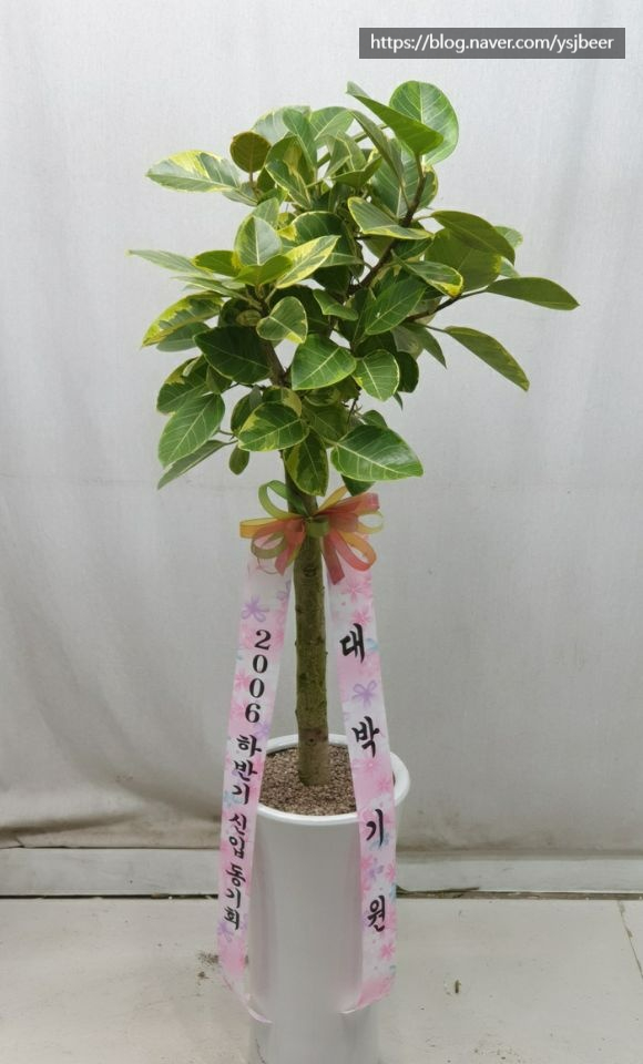 세일화원 이미지