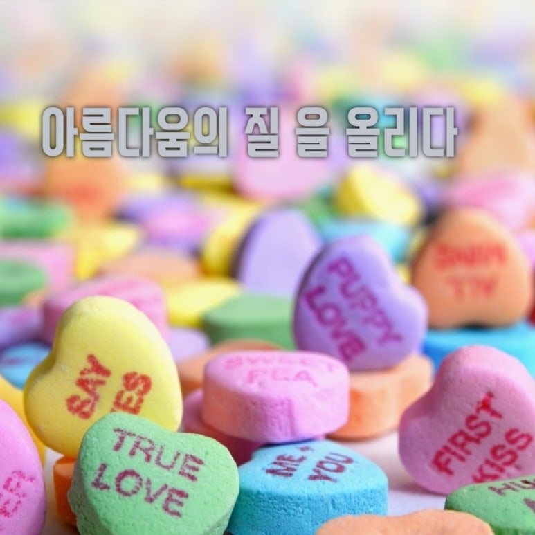 와이존 세비클럽 이미지
