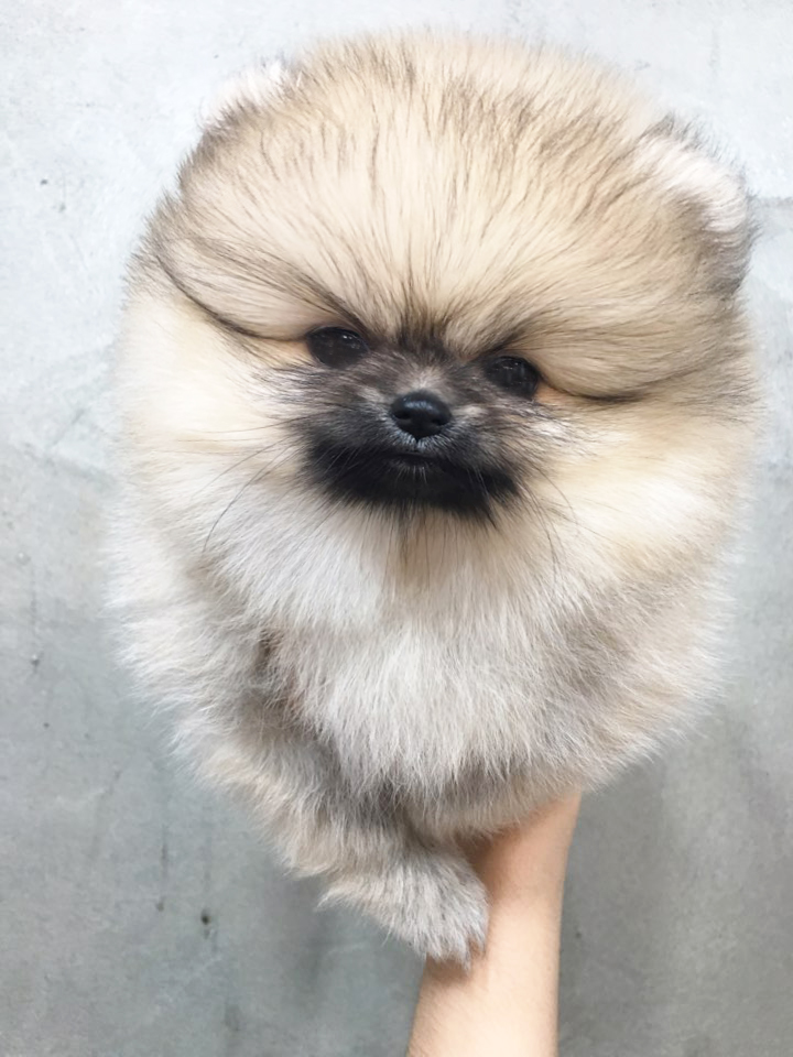 토실토실 이미지