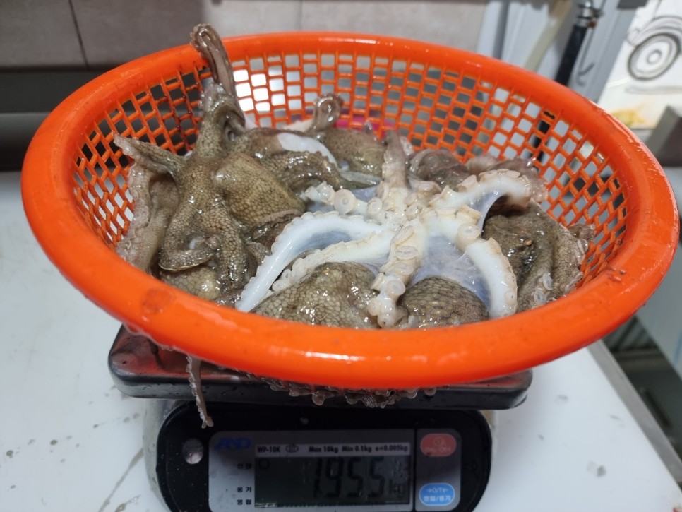 남해쭈꾸미 이미지