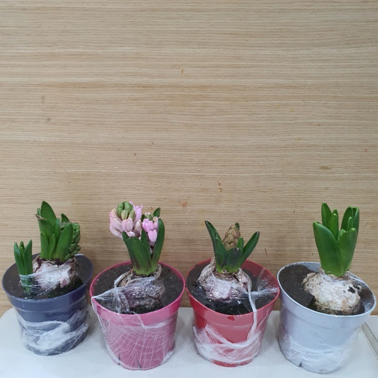 브니엘농원 이미지