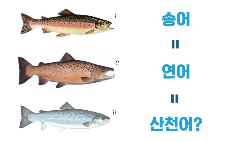 군언송어횟집 이미지