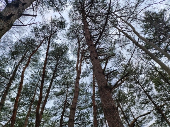 곰배령팜스테이 이미지