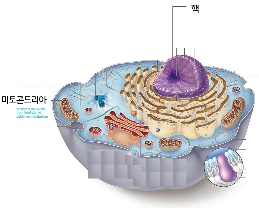 스킨존 이미지