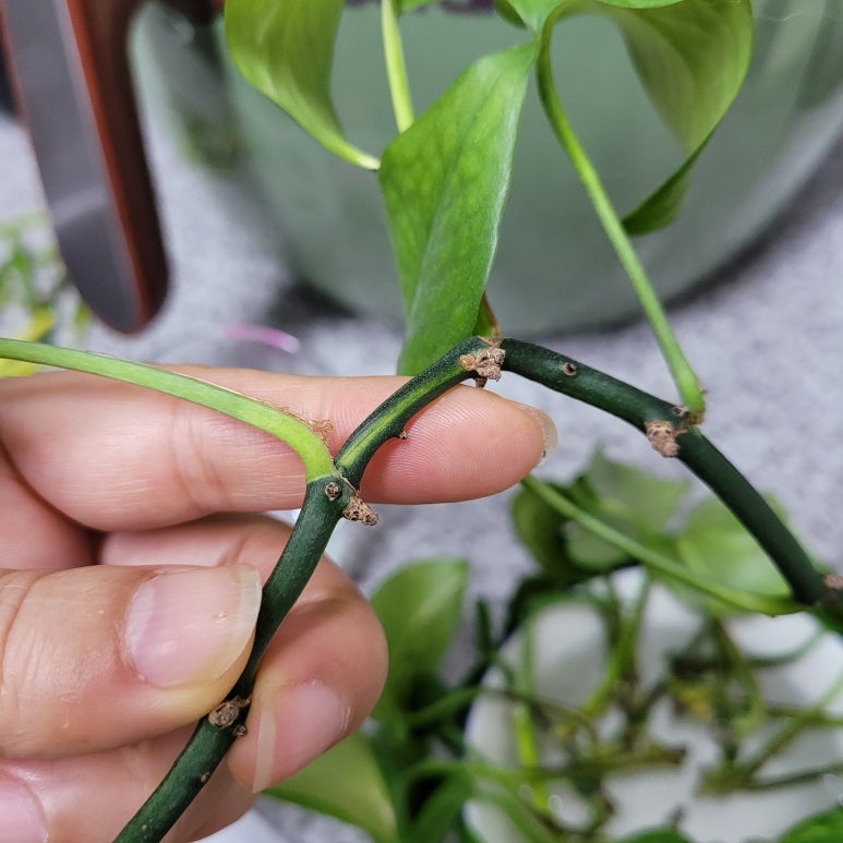 자라다plant 이미지