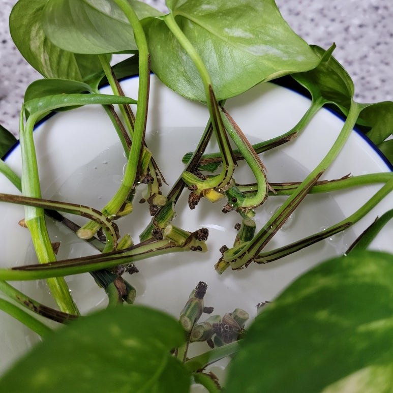 자라다plant 이미지