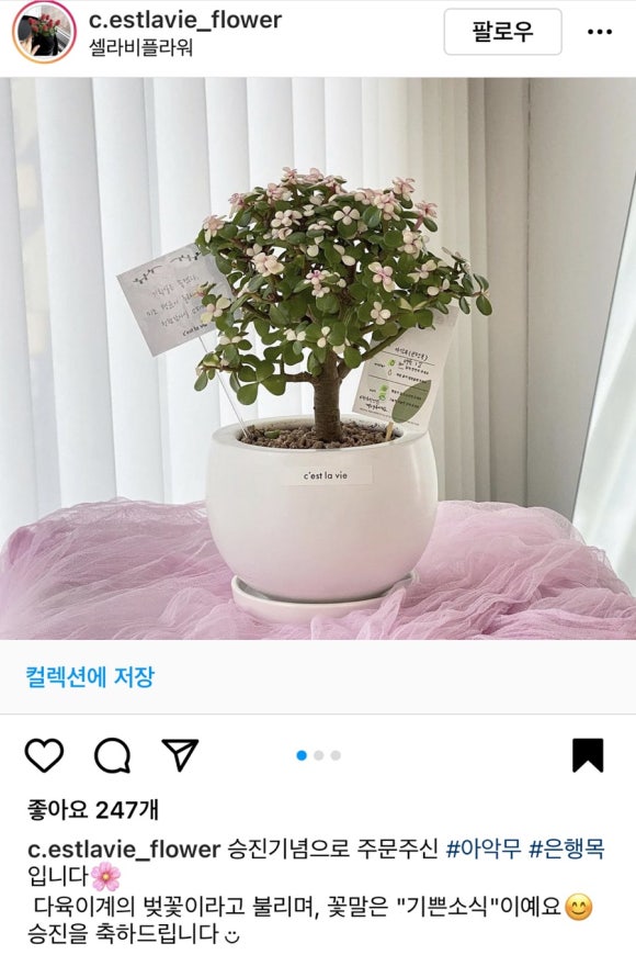 셀라비플라워 이미지