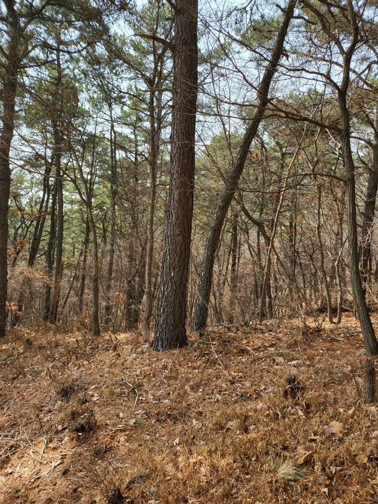 호정화랑 이미지