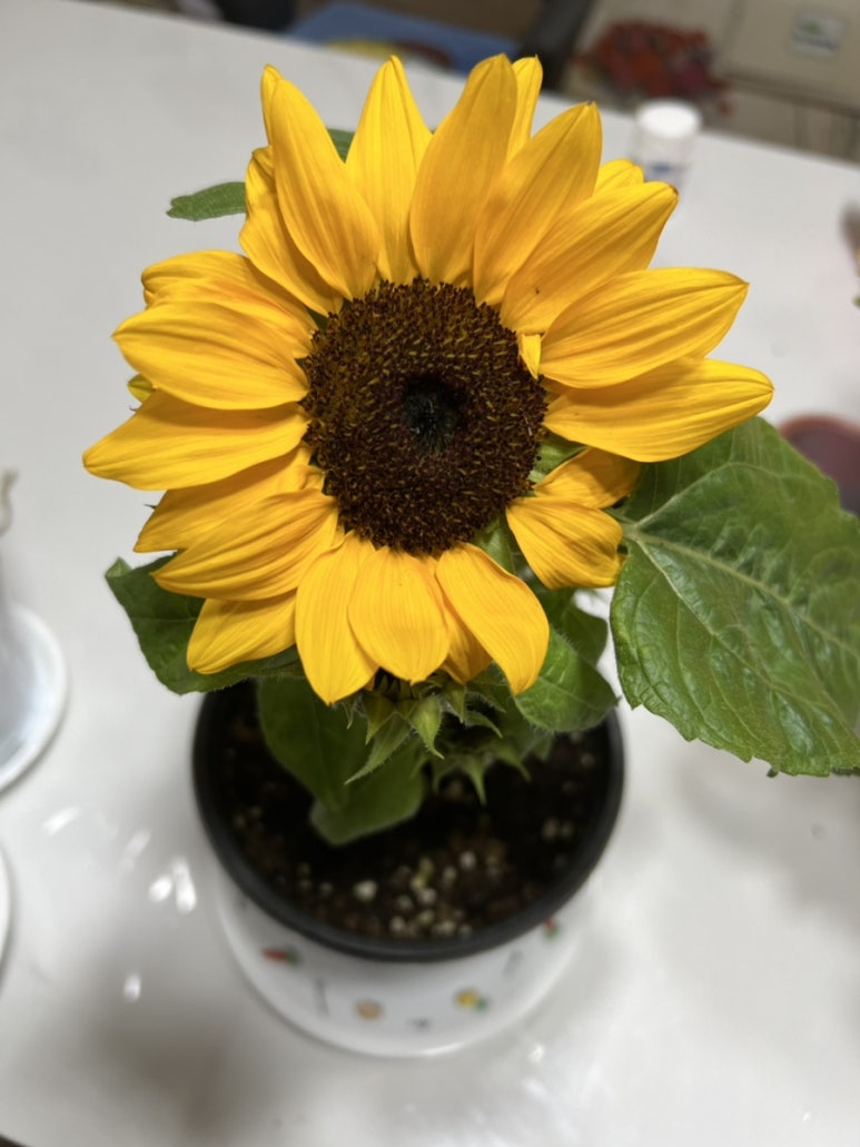 꽃;너를담다 이미지