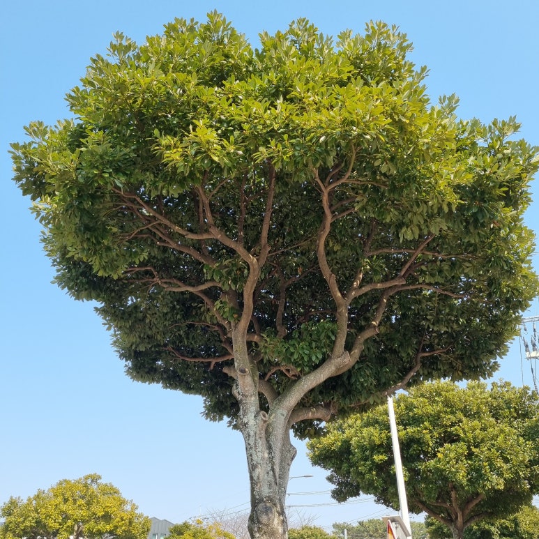 춤추는염소 이미지