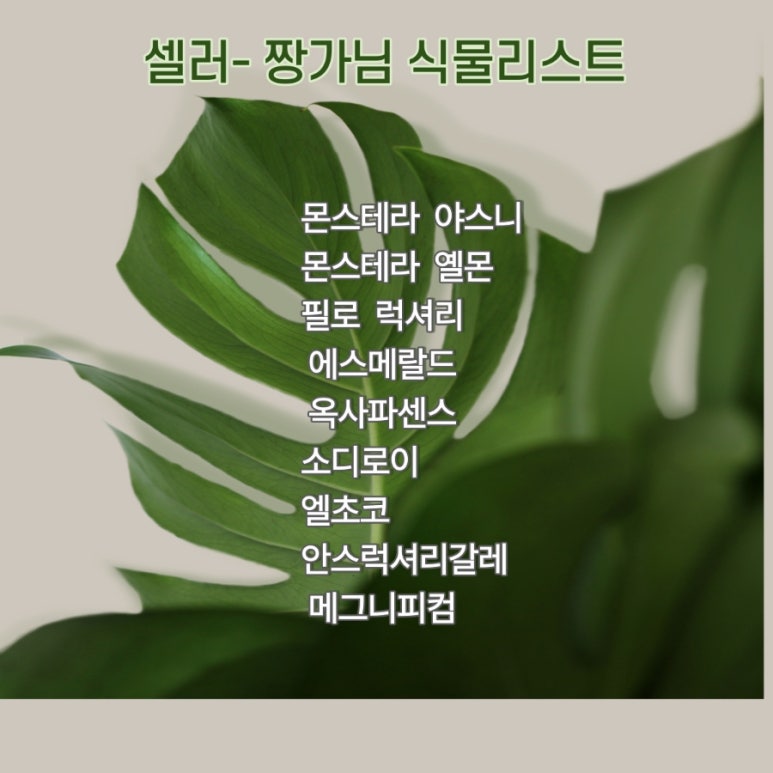 그린샵 이미지