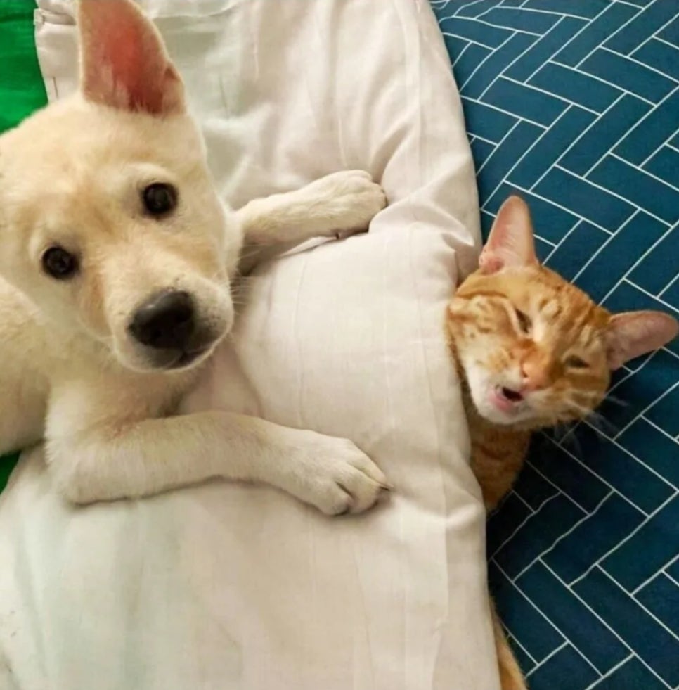 앙큼한고양이 이미지