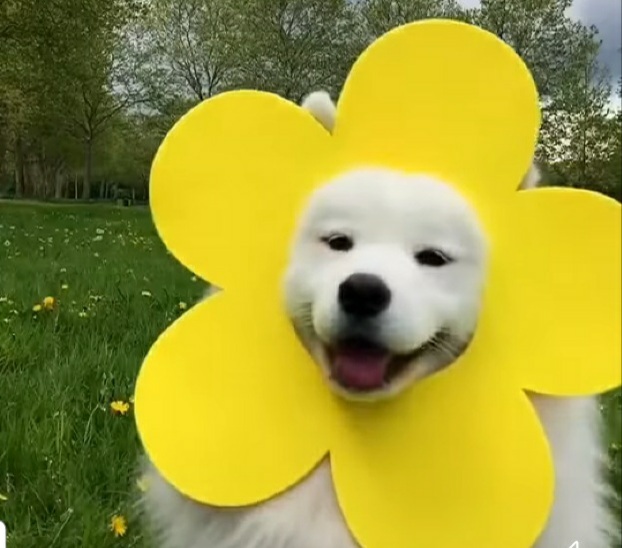 다산점핑다이어트 이미지