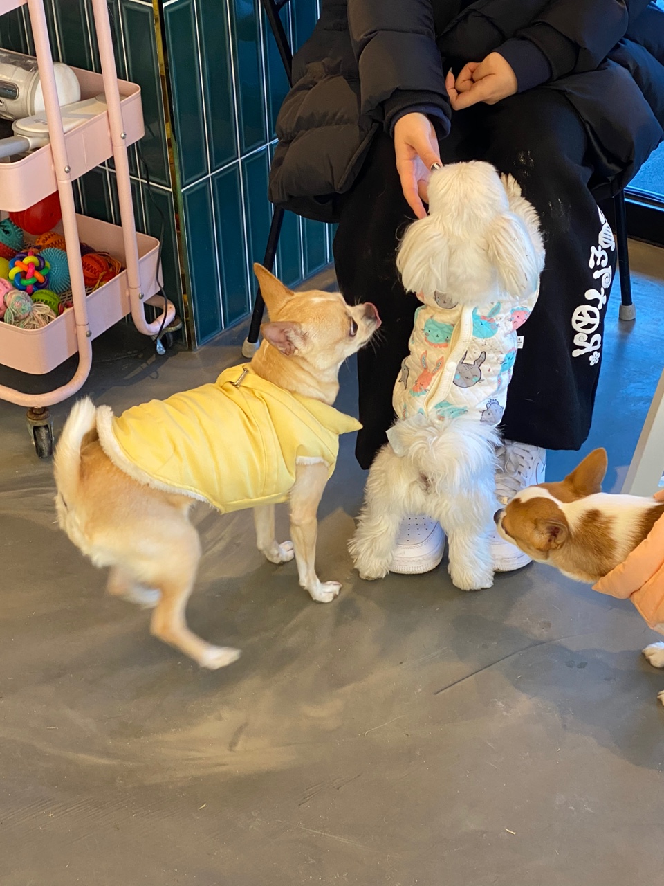 댕댕카페 이미지
