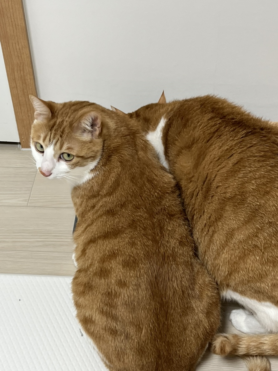 누네띠네헤어 이미지
