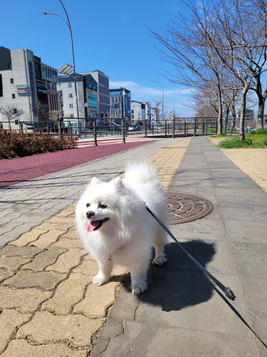 펫홀릭더라이프 이미지