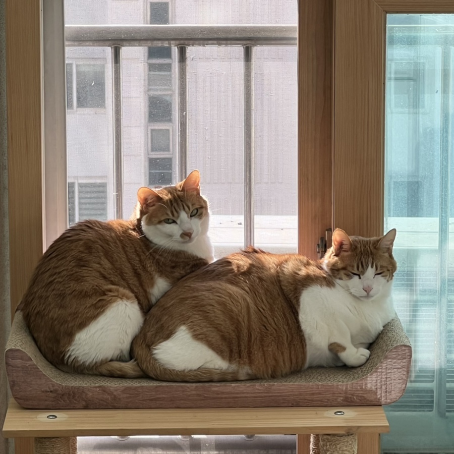 누네띠네헤어 이미지
