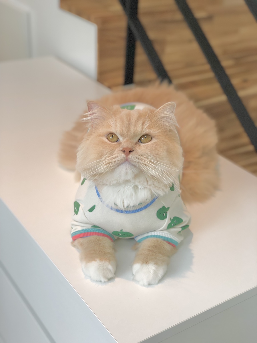 요미상점 이미지