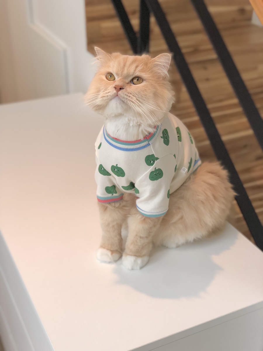 요미상점 이미지